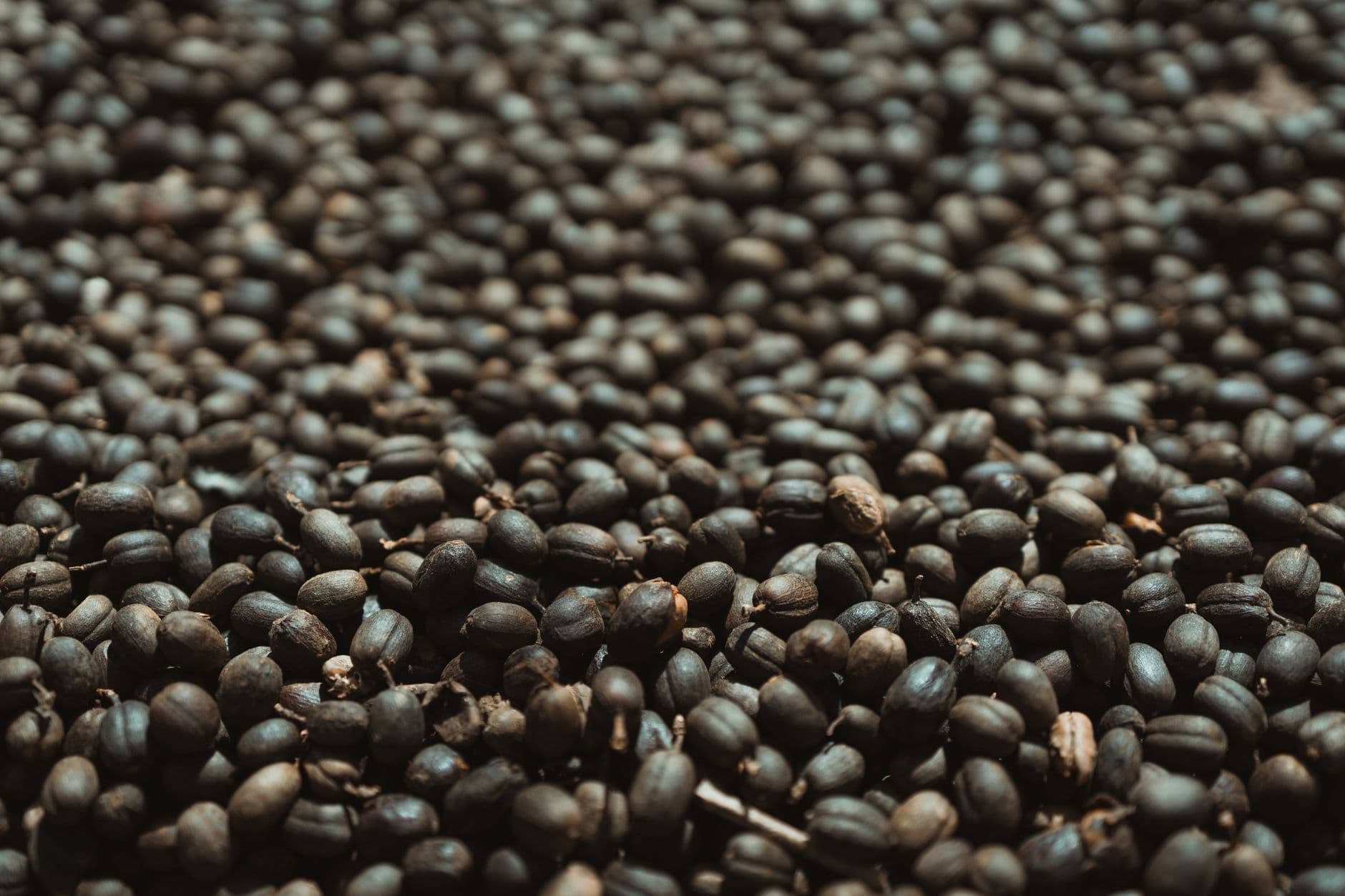 Brazil Coffee Wholesale: Sourcing Guide for Roasters, Distributors and Importers