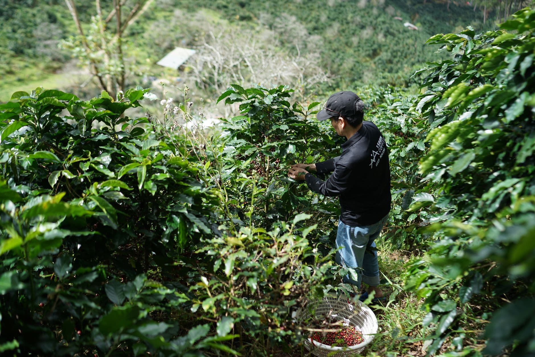 Coffee Wholesale: Green Coffee Sourcing by Origin