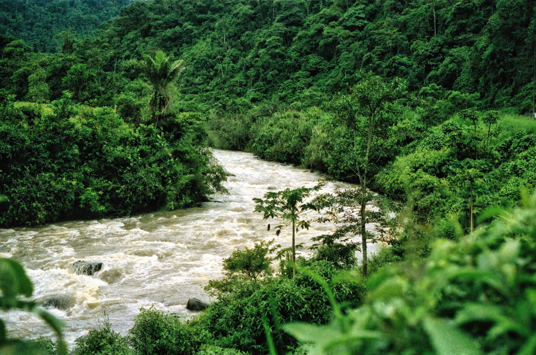 Ecuador Coffee Wholesale: Sourcing Highland Arabica and Amazon Robusta