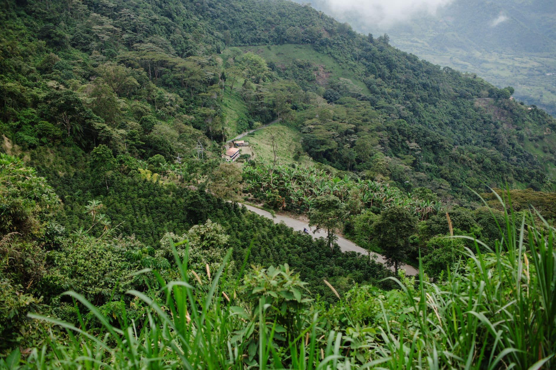 Honduras Coffee Wholesale: Sourcing From Central America's Largest Producer