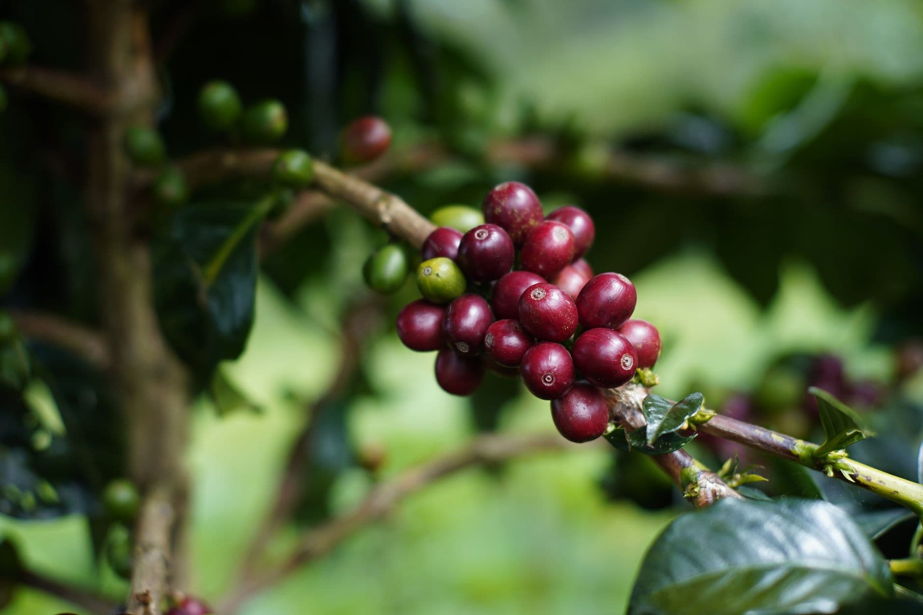 Indonesia Coffee Wholesale: Sourcing Sumatra Arabica and Robusta