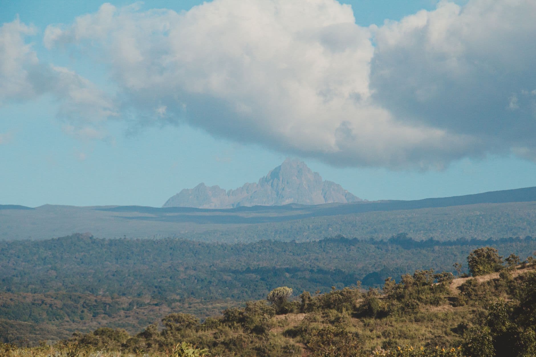 Kenya Coffee Wholesale: Sourcing AA-Grade Washed Arabica