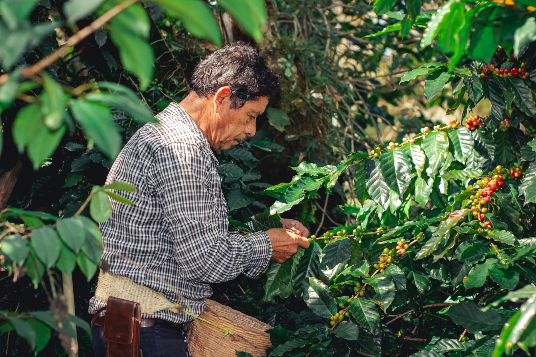Mexico Coffee Wholesale: Sourcing the World's Largest Organic Coffee Supply