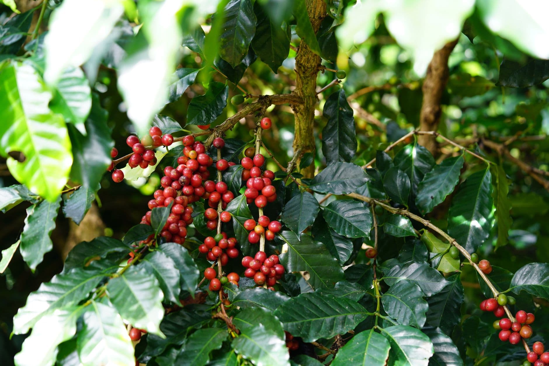 Nicaragua Coffee Wholesale: Sourcing an Undervalued High-Altitude Origin