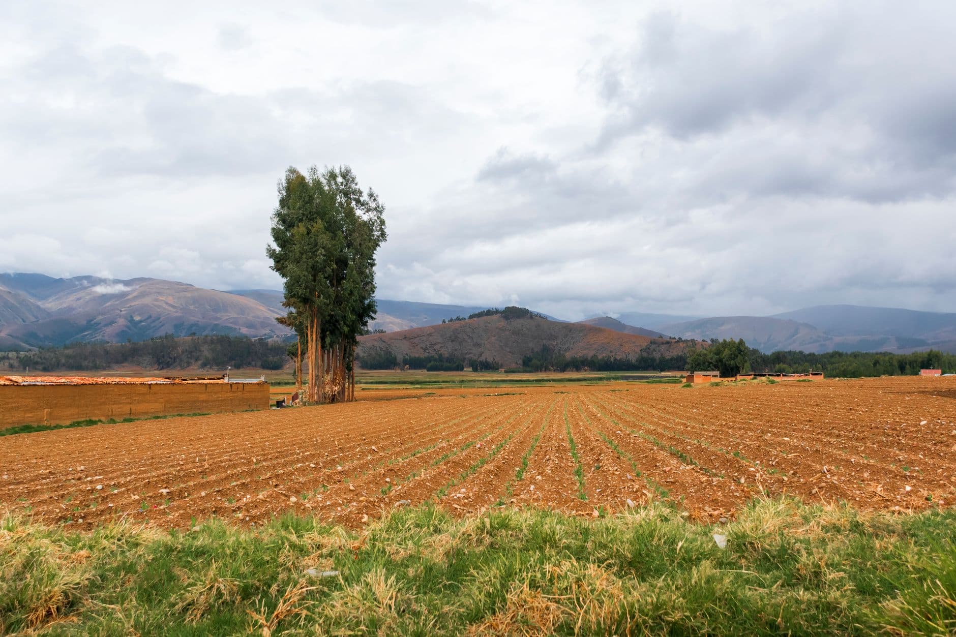 Peru Coffee Wholesale: Sourcing Organic and Fairtrade Arabica