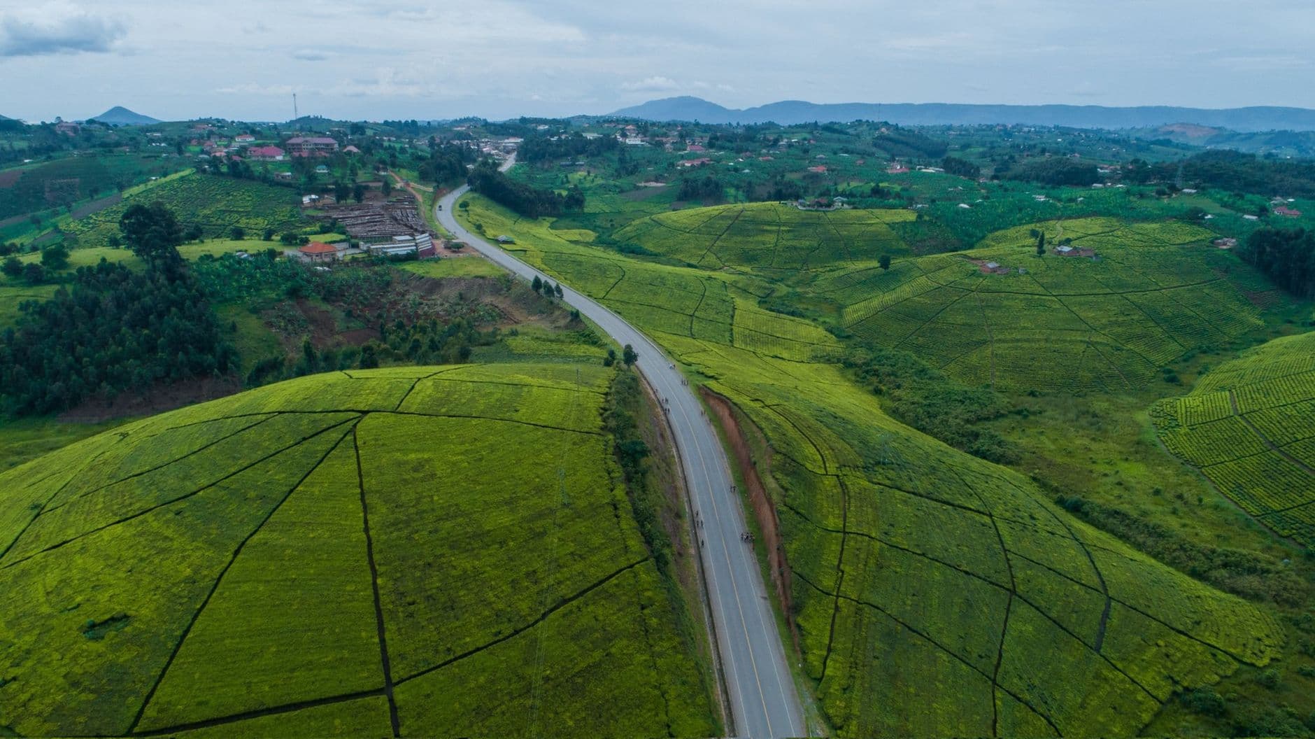 Uganda Coffee Wholesale: Sourcing Africa's Largest Robusta Origin