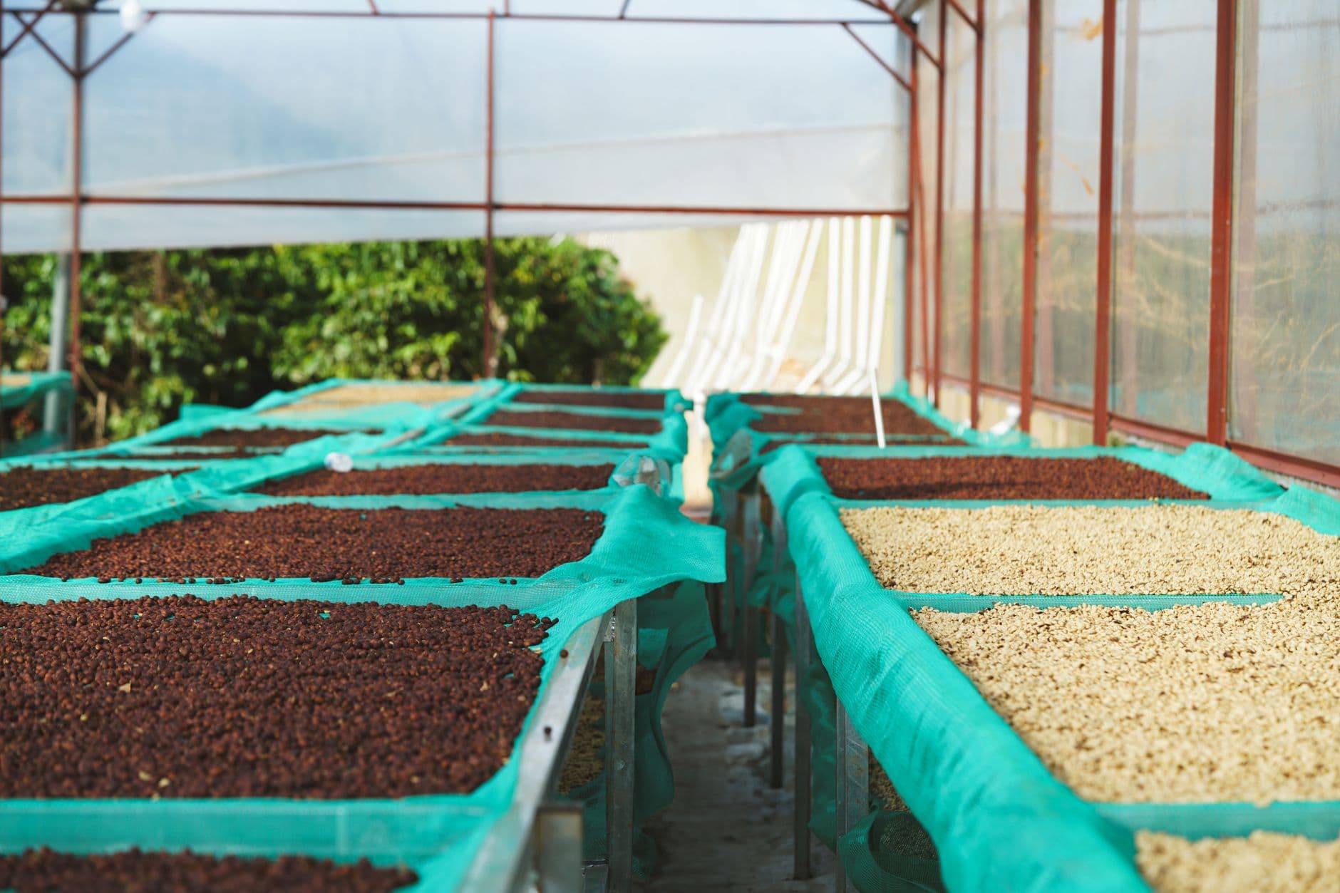 Vietnam Coffee Wholesale: The Buyer's Guide to Sourcing Robusta